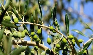 How are olives beneficial for health? Celebrity nutritionist Lovneet Batra explains