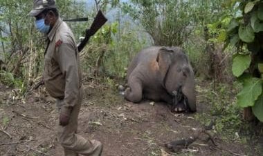 A jumbo tragedy: Why Odisha has become dangerous for elephants
