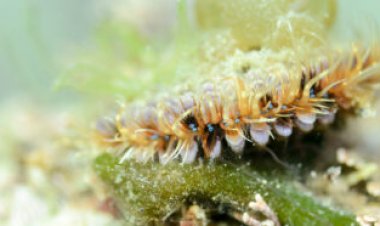 Ed Yong’s ‘An Immense World’ reveals how animals perceive the world