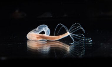 Here’s how sea anemones launch their venomous stingers