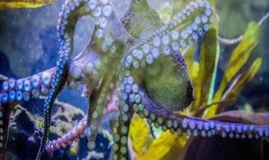 Watch: Octopus changes colour while swimming, internet left stunned