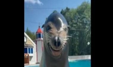 Watch: Sea lion wins hearts on social media with its 'Smile of the day'