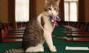 As UK's Boris Johnson quits as Tory leader, ‘Larry the Cat’ puts the boots in