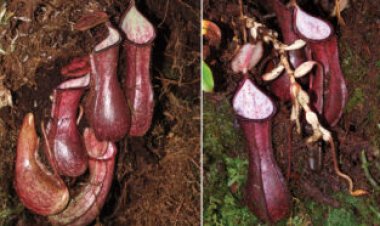 This pitcher plant species sets its deathtraps underground