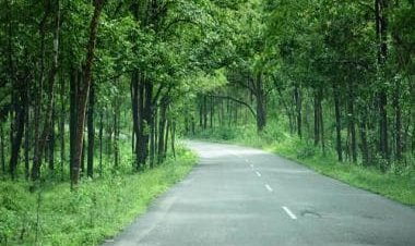 Explained: The government's new forest rules and Congress' reservation to them