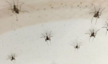 The flowery scent of a Zika or dengue infection lures mosquitoes