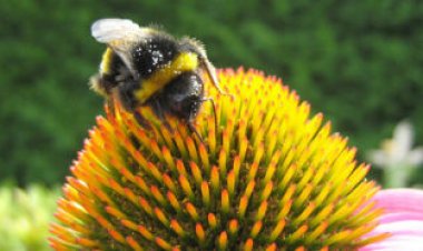 Flower shape and size impact bees’ chances of catching gut parasites