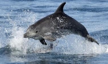 Explained: The controversial whale hunt in Denmark's Faroe Islands under fire over dolphin killing