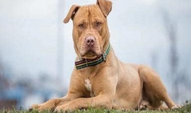Lucknow woman mauled to death by pet pit bull: When dogs went feral
