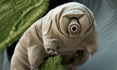 Tardigrades could teach us how to handle the rigors of space travel