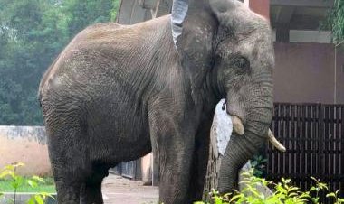 The sad, lonely existence of African elephant Shankar at Delhi zoo and the fight to release him