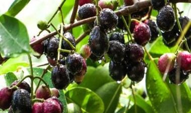 Three recipes you can make to get benefits of jamuns all year round