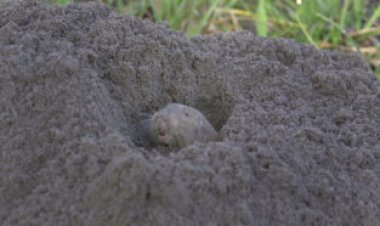 Do gophers farm roots? It’s not as clear as viral articles claim