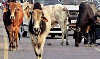 Watch: Stray bull attacks woman, tosses her to the ground in Rajasthan's Jodhpur