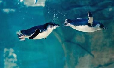 Happy, tiny feet: San Diego aquarium welcomes world's smallest penguins