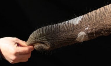 The top side of an elephant’s trunk stretches more than the bottom