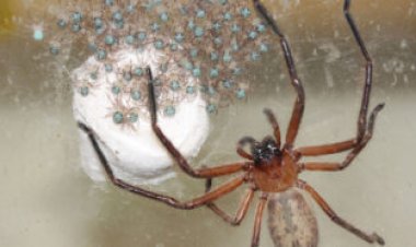These huntsman spiders do something weird: live together as a big, happy family