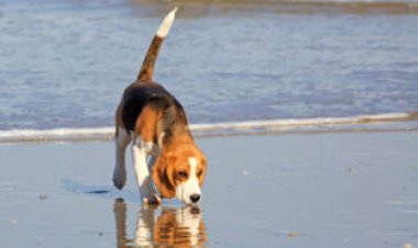 Dogs are great sniffers. A newfound nose-to-brain connection helps explain why