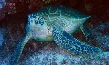 Endangered sea turtles found stabbed off Japan island: Here's what happened, who did it