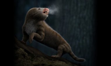 Mammal ancestors’ shrinking inner ears may reveal when warm-bloodedness arose