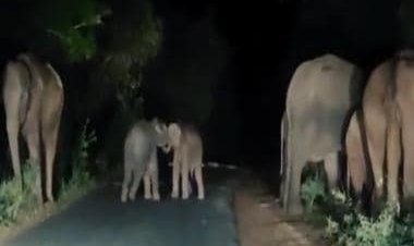 Watch: Baby elephants play on road at night while parents forage nearby; internet calls it adorable