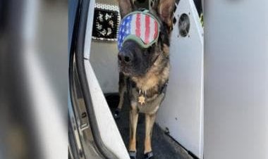 Watch: US Police dog gets special shoes, sunglasses to beat the heat