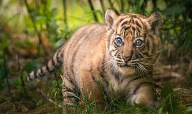 Watch: Four two-month-old tiger cubs play around with their mother at Patna Zoo