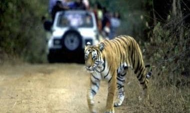 Watch: Police personnel creates green corridor for tiger, video impresses internet