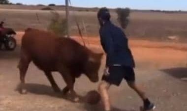 'Wally Szczerbeefak?': Man plays basketball with bull, here's how internet reacted
