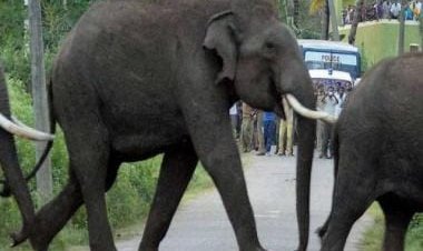 Watch: Elephants let drivers move past after 'sugarcane tax'; video wins hearts