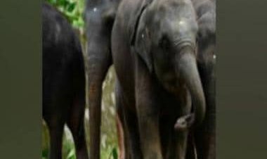 Watch: Elephant in Thailand wakes up woman sleeping in hotel room, video becomes instant hit