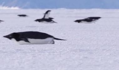 Watch: Penguins engage in different kind of 'morning rush', video melts hearts