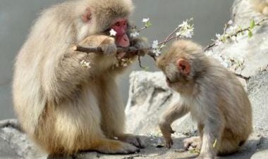 Japanese city under attack! How monkeys have become a menace in Yamaguchi