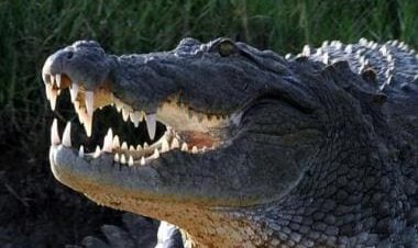 Watch: Giant alligator roars as Florida officials try to rescue it