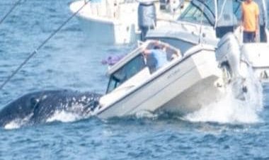 Watch: Humpback whale emerges out of water, lands on small boat
