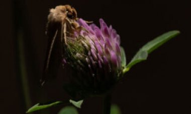 Moths pollinate clover flowers at night, after bees have gone home