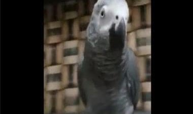 Tota-l Reward: The Karnataka family that paid Rs 85,000 for a missing parrot