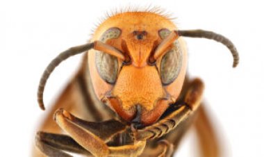 ‘Murder hornets’ have a new common name: Northern giant hornet
