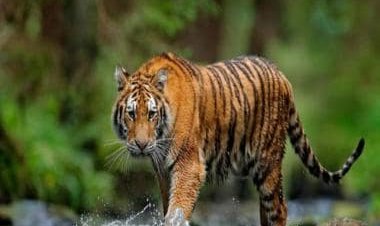 International Tiger Day 2022: History, significance and why the day is celebrated