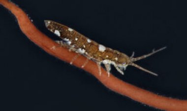 Like bees of the sea, crustaceans ‘pollinate’ seaweed