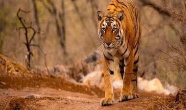 Maya, Machli, Munna, naam toh suna hoga?: How India’s legendary tigers got their names