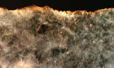 Electrical bacteria may help clean oil spills and curb methane emissions