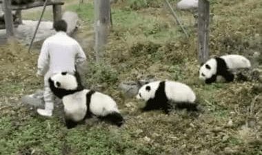 Watch: This clip about one day in life of panda caretaker will leave you in splits