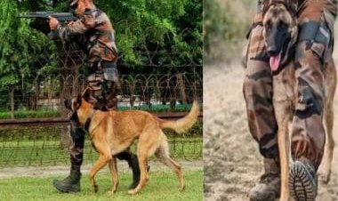 Axel’s Supreme Sacrifice: Unsung canine heroes of Indian Army