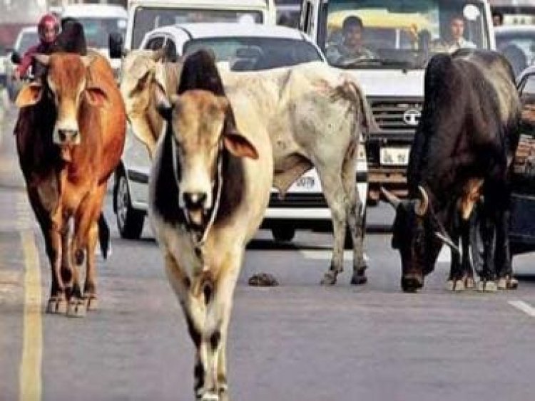 Watch: Stray bull attacks woman, tosses her to the ground in Rajasthan's Jodhpur