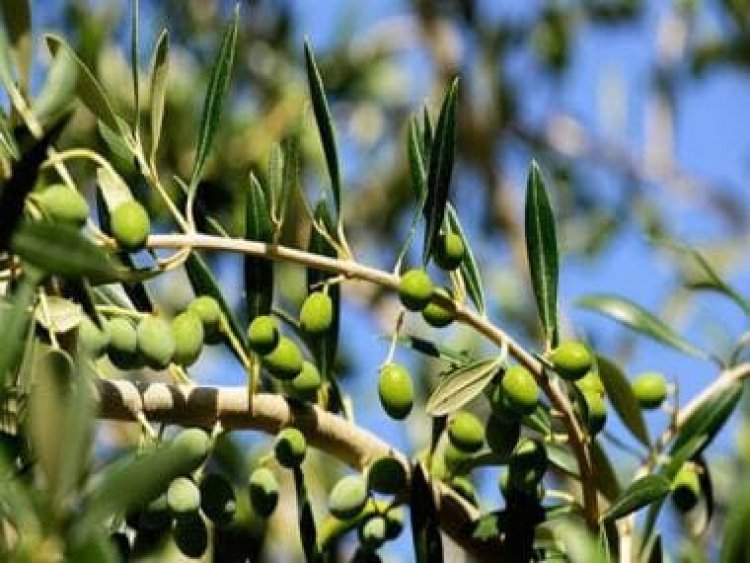 Shampoo, olive oil and more: 6 ways to clean your makeup brushes