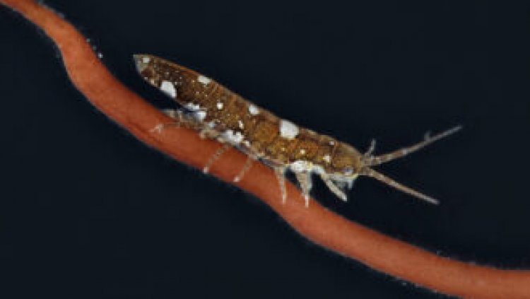 Like bees of the sea, crustaceans ‘pollinate’ seaweed