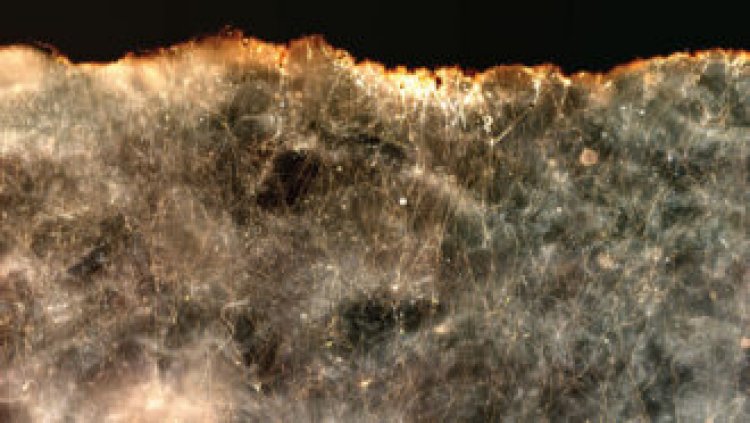 Electrical bacteria may help clean oil spills and curb methane emissions