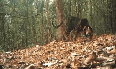 Digital illustration of black tiger goes viral, check picture here