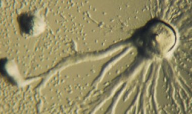 Tiny amoebas move faster when carrying cargo than without